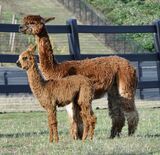 alpaca for sale