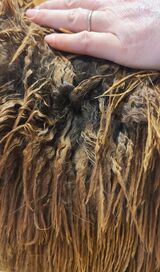 alpaca for sale