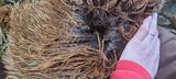 alpaca for sale