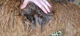 alpaca for sale