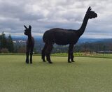 alpaca for sale