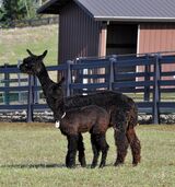 alpaca for sale