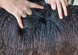 alpaca for sale