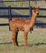 alpaca for sale