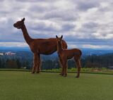 alpaca for sale