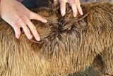 alpaca for sale
