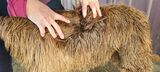 alpaca for sale