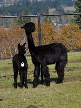 alpaca for sale