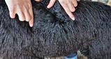 alpaca for sale