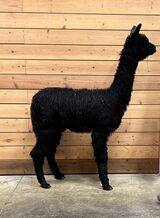 alpaca for sale