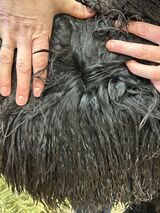 alpaca for sale