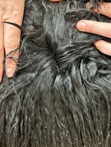 alpaca for sale