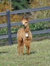 alpaca for sale