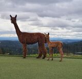 alpaca for sale