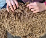 alpaca for sale
