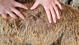 alpaca for sale