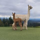 alpaca for sale