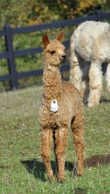 alpaca for sale