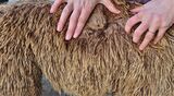 alpaca for sale