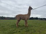 alpaca for sale