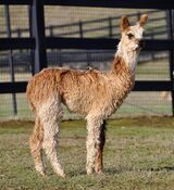 alpaca for sale