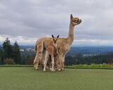 alpaca for sale