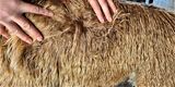 alpaca for sale