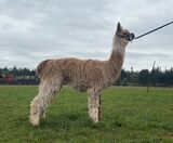 alpaca for sale