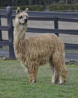 alpaca for sale