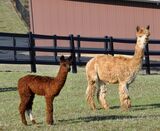 alpaca for sale