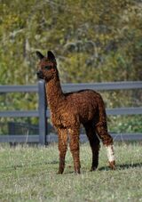 alpaca for sale