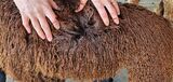alpaca for sale