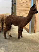 alpaca for sale