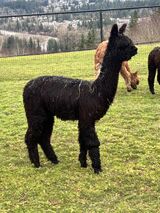 alpaca for sale