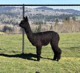 alpaca for sale