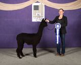 alpaca for sale