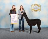 alpaca for sale