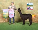 alpaca for sale