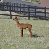alpaca for sale