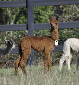 alpaca for sale