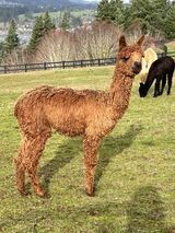 alpaca for sale
