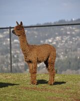 alpaca for sale