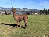 alpaca for sale