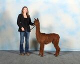 alpaca for sale