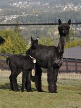 alpaca for sale