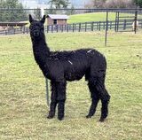 alpaca for sale