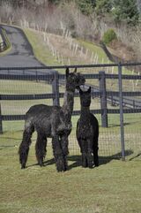 alpaca for sale