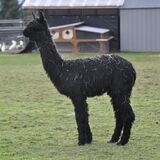 alpaca for sale