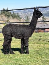 alpaca for sale