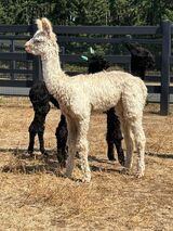alpaca for sale